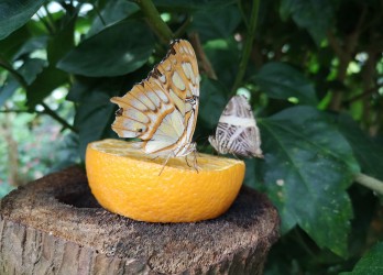 Schmetterlinge auf einem Orangenstück.