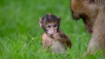 Ein Affenjunges sitzt im Gras.
