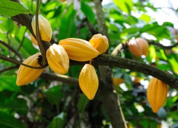 Kakaoschoten hängen an einem Baum.