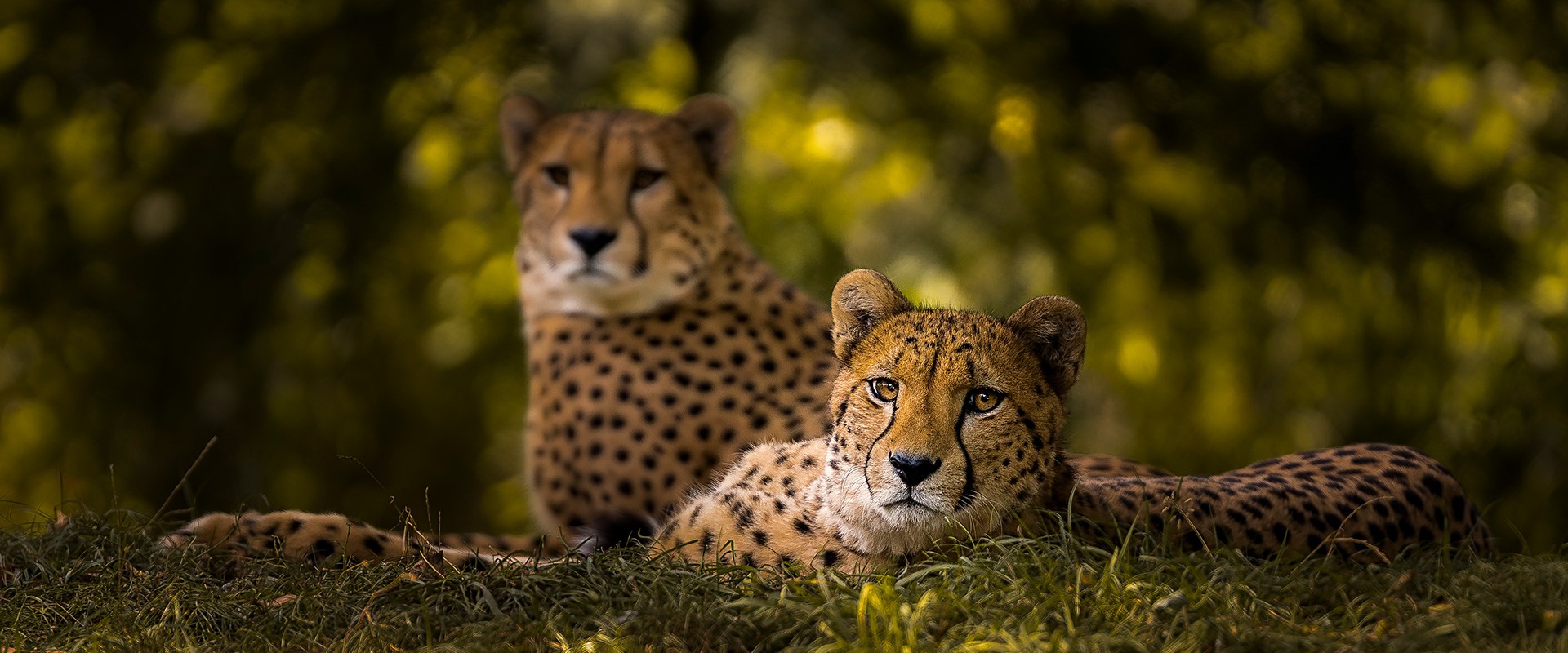 Zwei Geparden liegen im Gras.