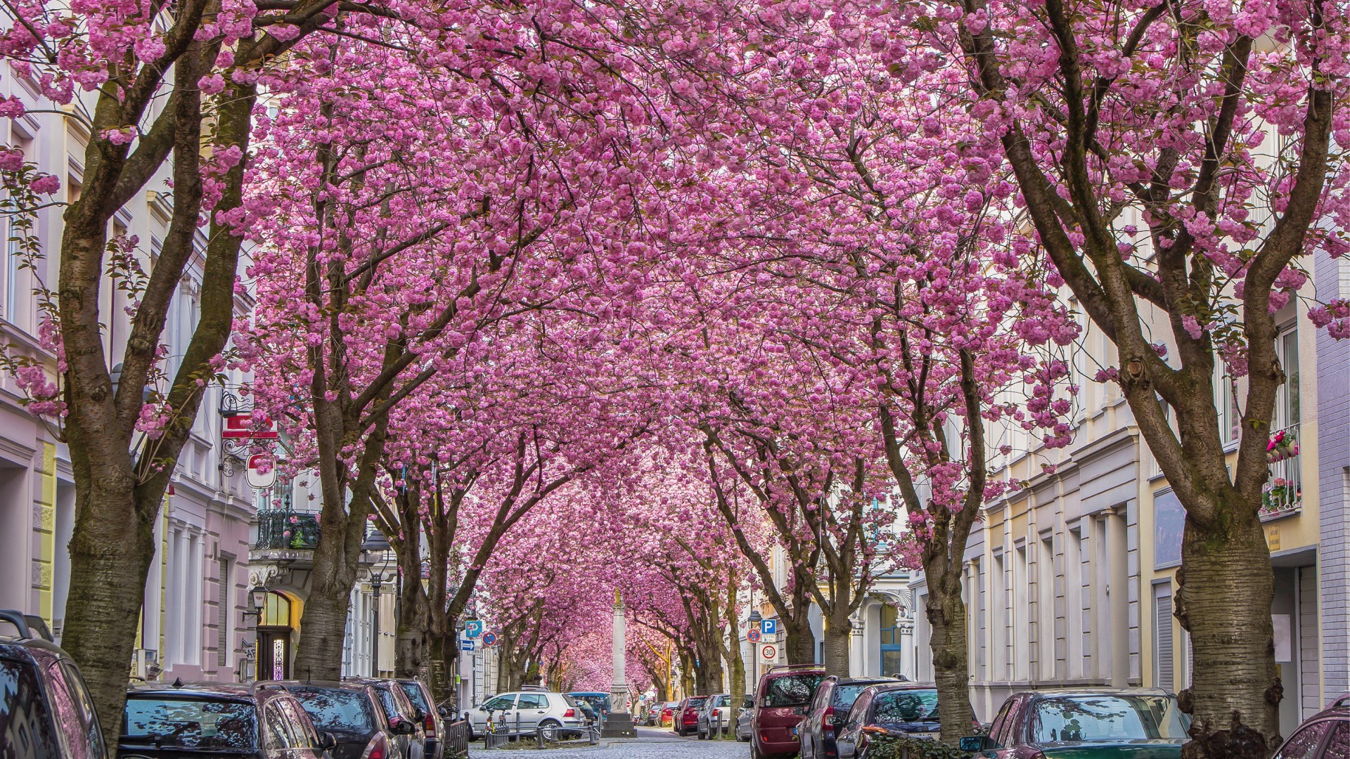 Eine Straße unter den blühenden Kirschbäumen in der Bonner Altstadt