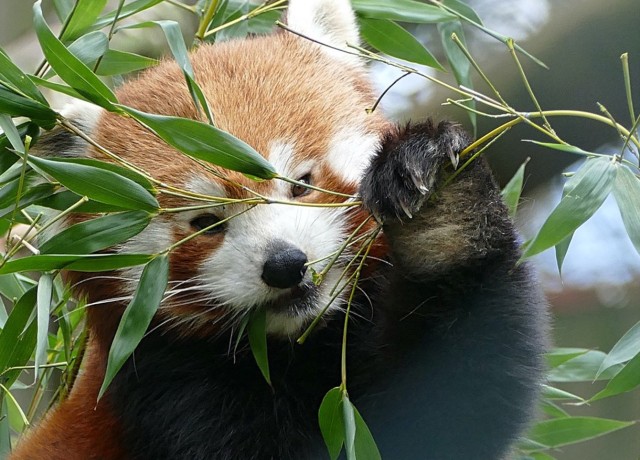 Ein roter Panda frisst Blätter von einem grünen Strauch.