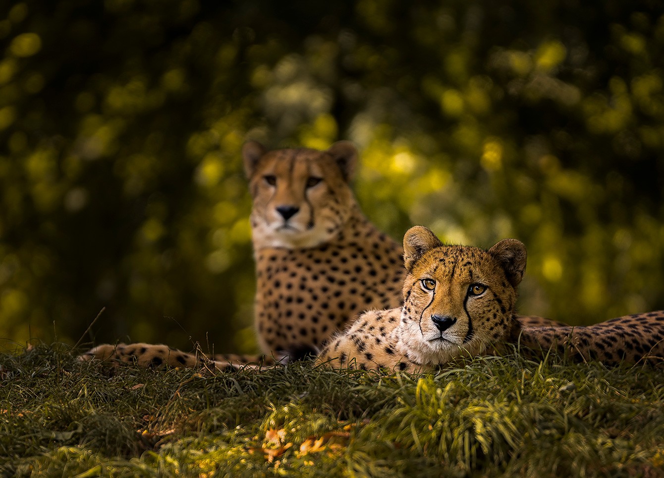 Zwei Geparden liegen im Gras.