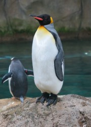 Bild eines Königspinguins im grünen Zoo Wuppertal. Im Hintergrund sieht man einen zweiten Pinguin von hinten.