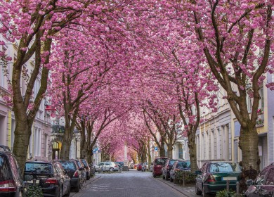 Eine Straße unter den blühenden Kirschbäumen in der Bonner Altstadt