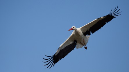 Ein fliegender Storch vor blauem Himmel.