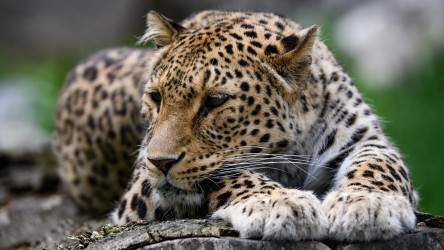 Ein Leopard liegt auf einem Baumstamm.