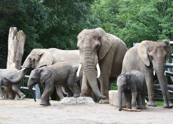 Drei ausgewachsene Elefanten mit zwei Jungtieren im Elefantengehege.
