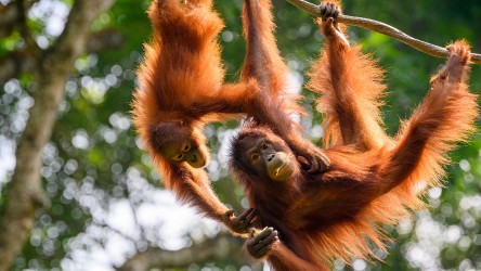 Ein kleiner und ein großer Orang-Utan lassen sich von einem Ast herabhängen.