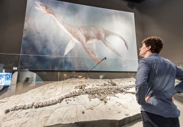 Ein Mann steht vor dem Skelett eines Dinosauriers. Darüber hängt eine bildliche Abbildung des Tiers.