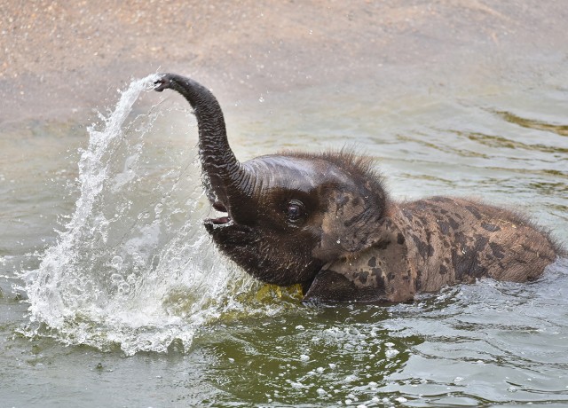 Ein kleiner Elefant spielt im Wasser.